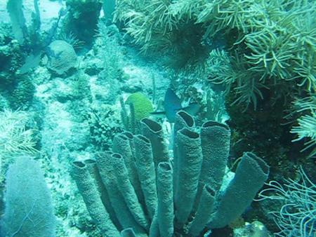 MVI_5245